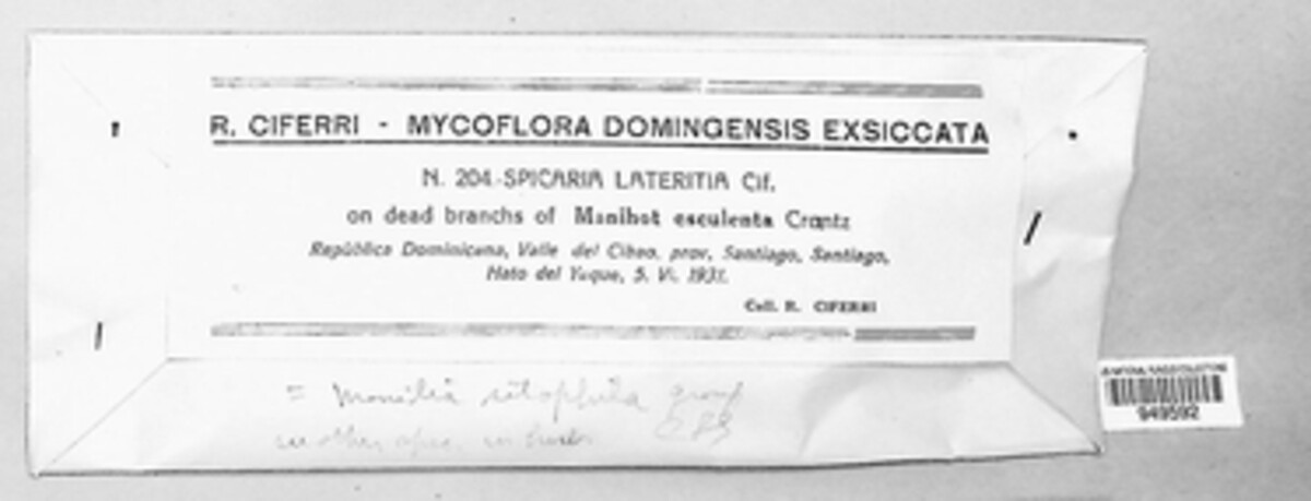 Spicaria lateritia image